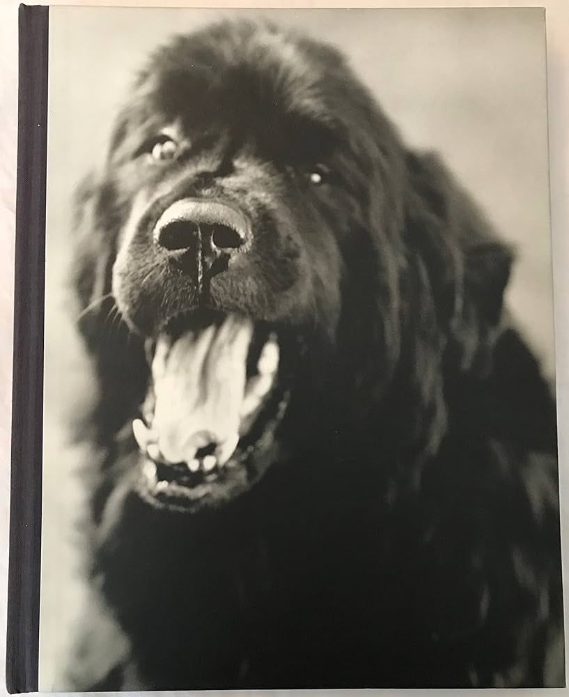 Gentle Giants: A Book of Newfoundlands: Weber, Bruce