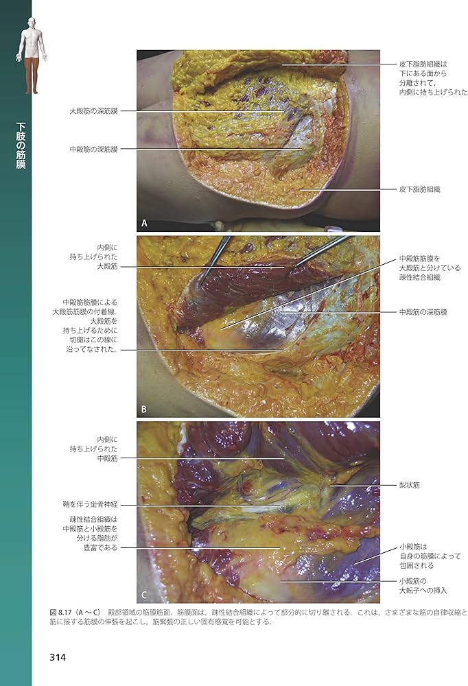 筋膜系の機能解剖アトラス | Carla Stecco, 竹井 仁 |本 | 通販 | Amazon