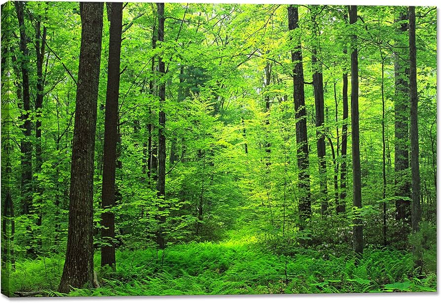 Amazon.co.jp: 森林 アートパネル 絵画 緑 木 太陽 ポスター 日光 自然