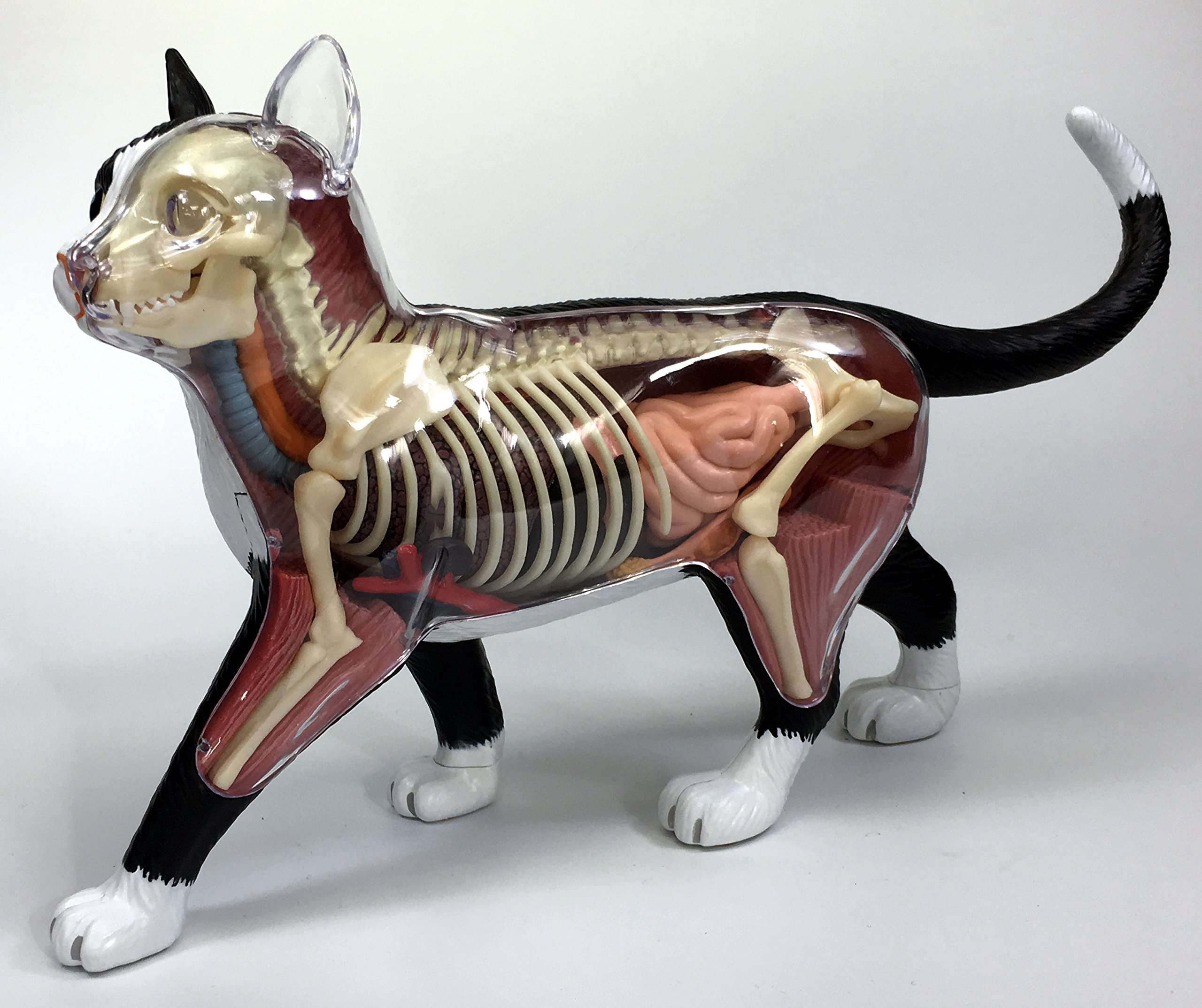 Amazon.com: 4D Master Vision Cat Skeleton & Anatomy Model Kit