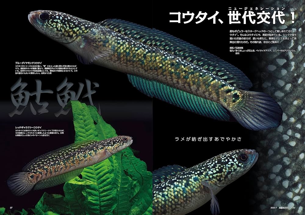 91pAZvPxQUL._AC_UF1000,