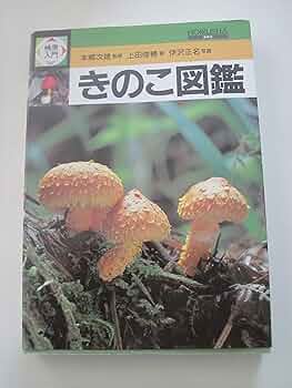 91rFnKpGg+L._AC_UF350,