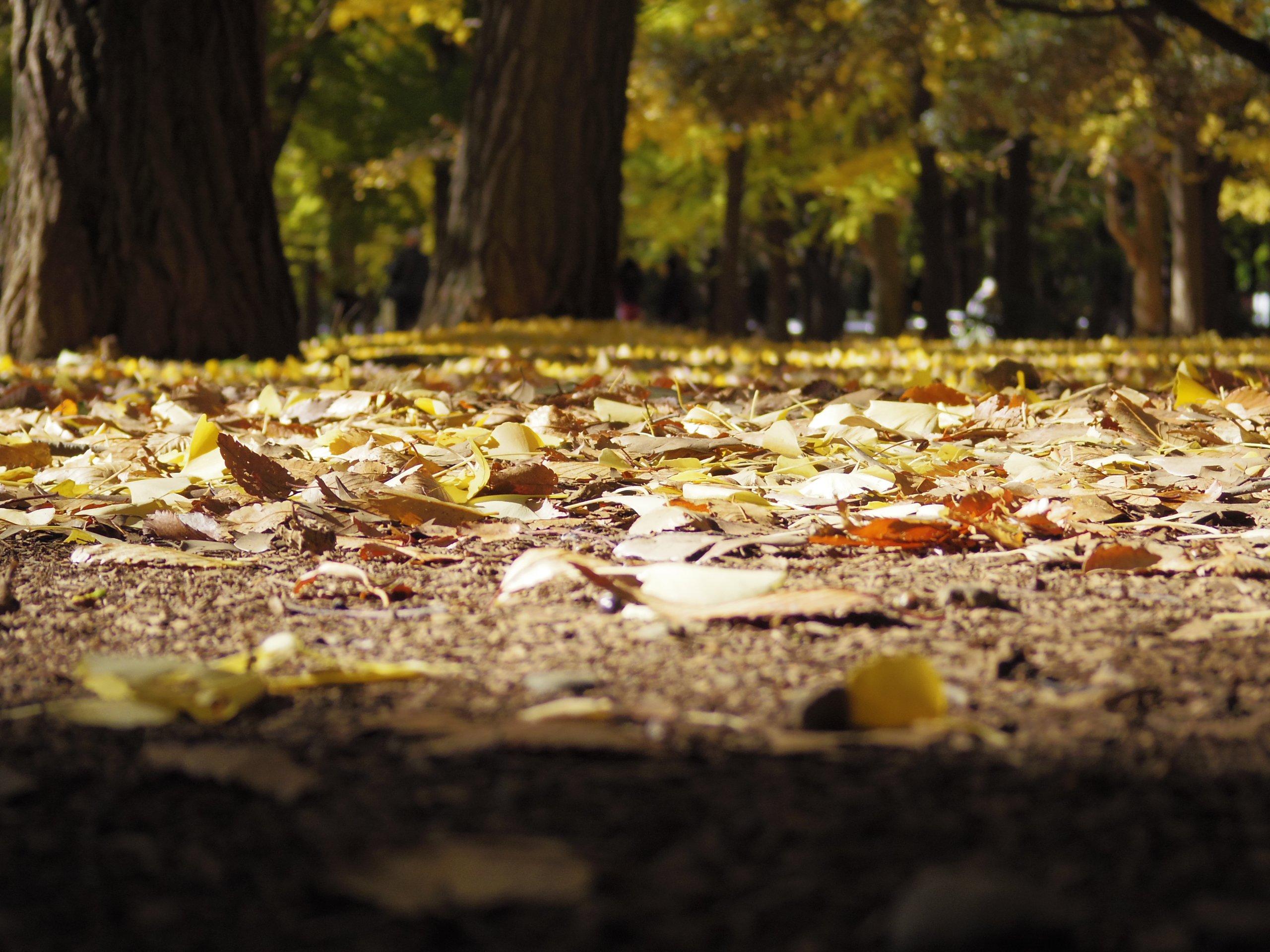 Amazon.co.jp: PENTAX デジタルミラーレス一眼 Q10 ダブルズームキット