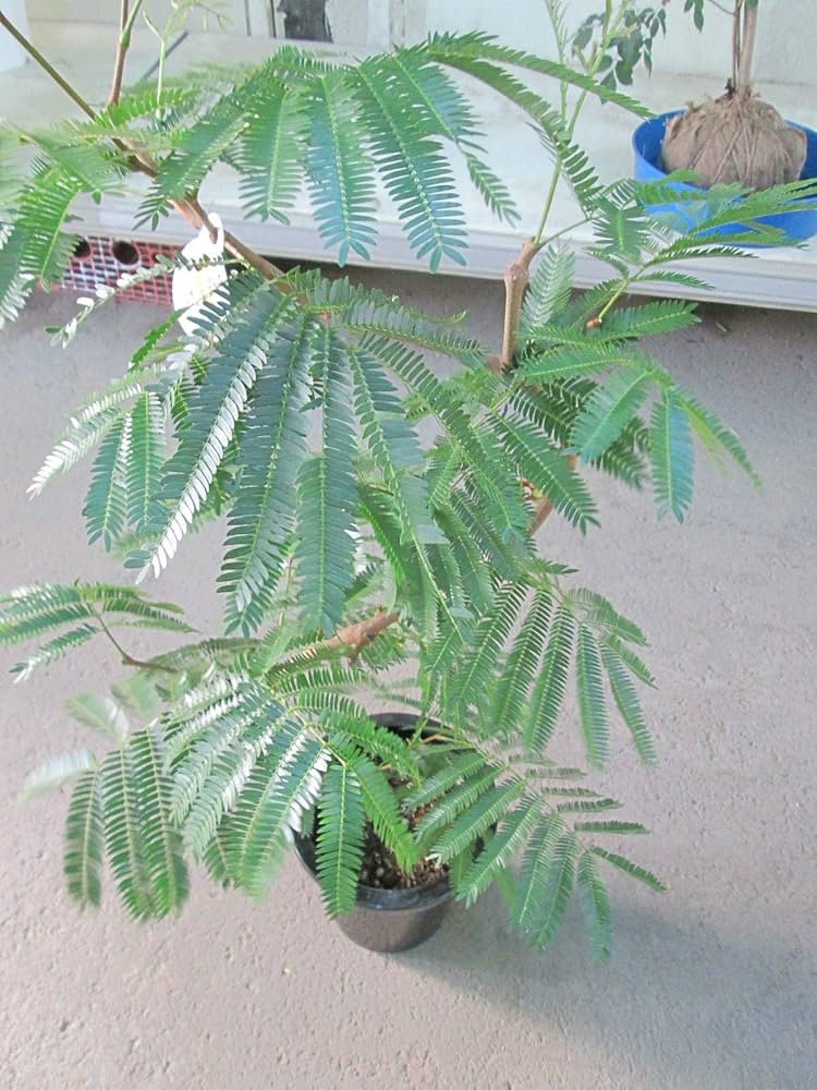 Amazon｜エバーフレッシュ 曲がり樹形 8号｜観葉植物 オンライン通販