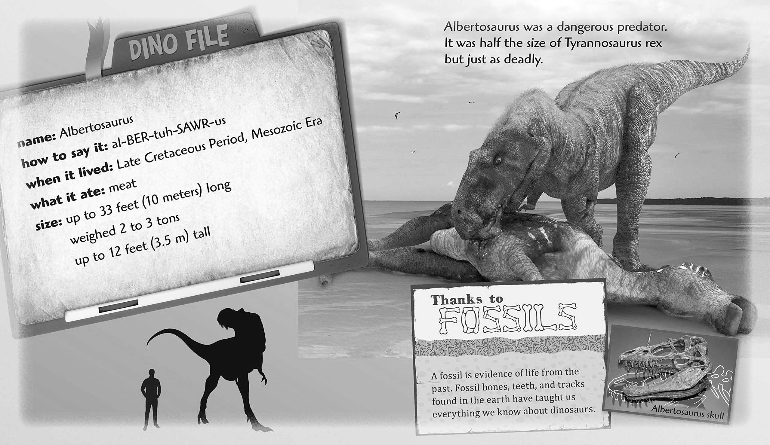 Amazon | SCIENCE Fossil Replica Albertosaurus Tooth 「 アルバート