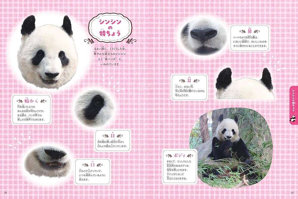 816sSf6fwNL._AC_UF1000,