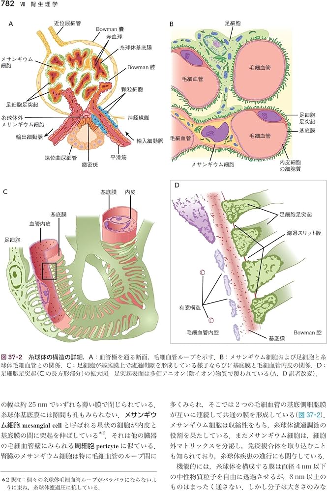 Amazon.co.jp: ギャノング生理学 原書26版 (LangeTextbook シリーズ