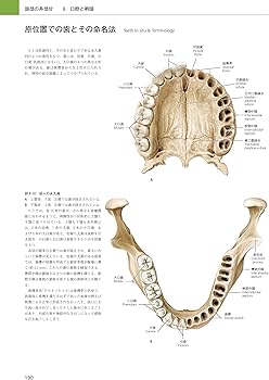 プロメテウス解剖学アトラス 口腔・頭頸部 第2版 | 坂井建雄, 天野修
