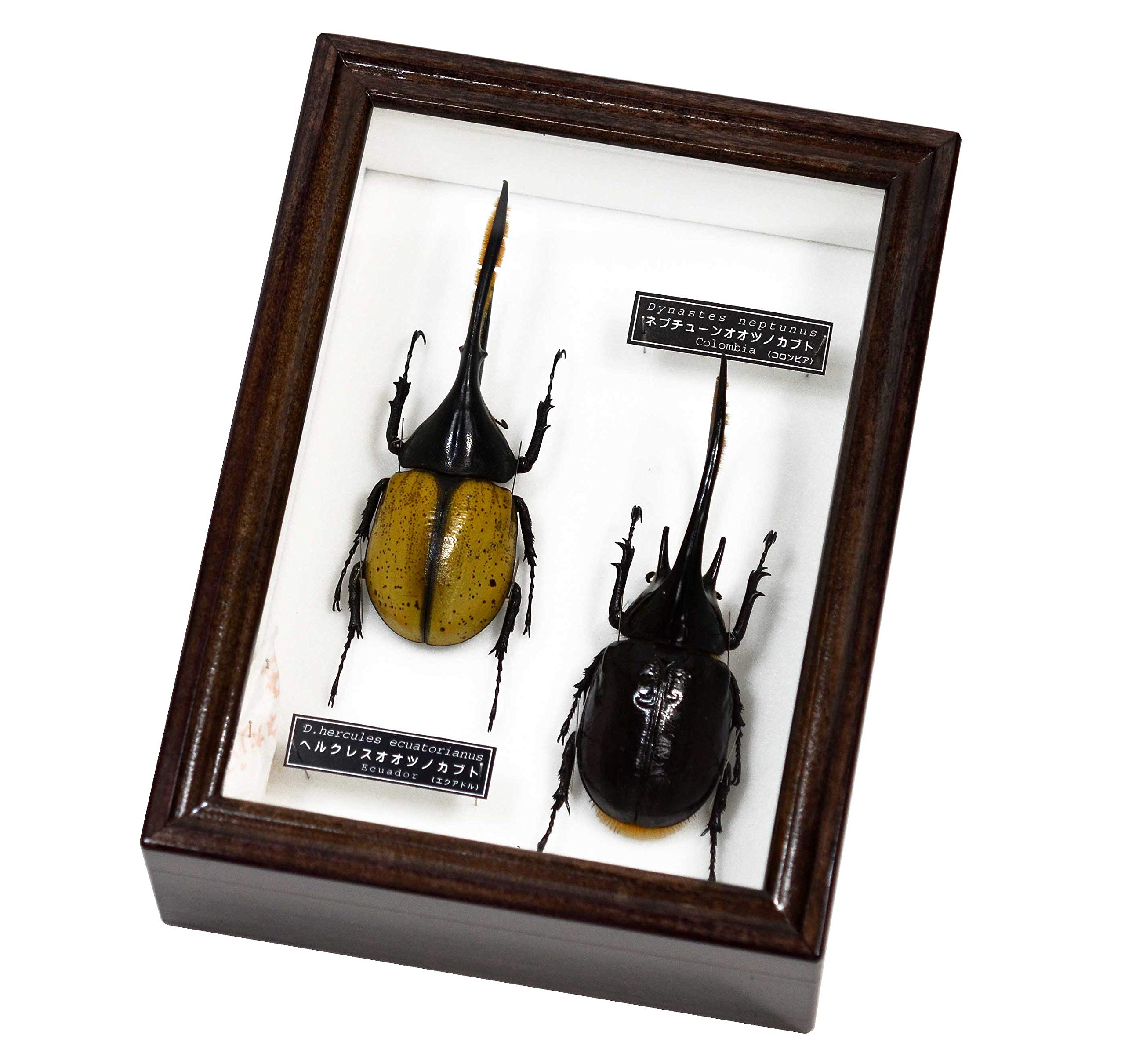 Amazon | 世界最大コンビのカブトムシの標本 ヘルクレスオオツノカブト