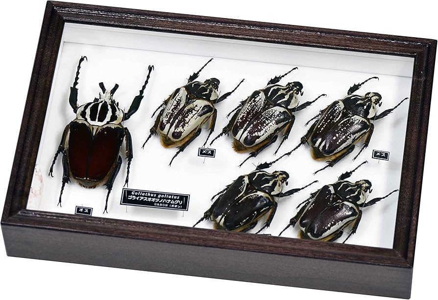 Amazon | 美しく迫力のある世界最重量のハナムグリ 名和昆虫博物館企画