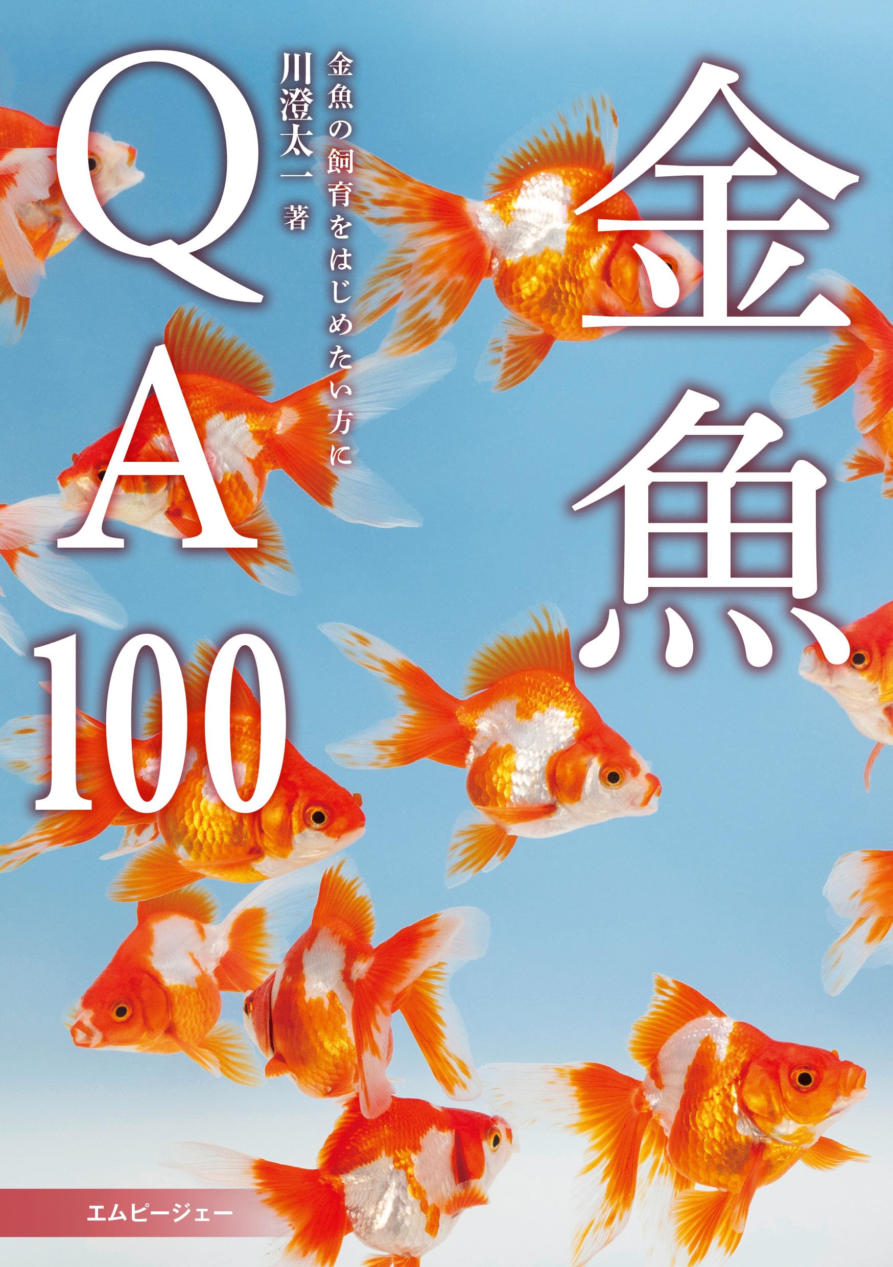 金魚QA100 | 川澄 太一 |本 | 通販 | Amazon
