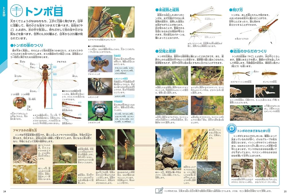 Amazon.com: 昆虫 新版 (学研の図鑑LIVE(ライブ)): 9784052051760