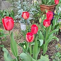 Amazon | ごちゃまぜ てんこ盛り おまかせチューリップ 球根 500球