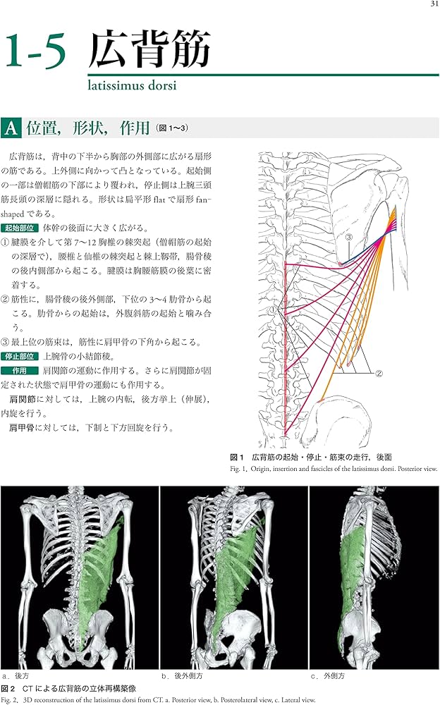 人体の骨格筋 上肢 | 坂井 建雄, 加藤 公太 |本 | 通販 | Amazon