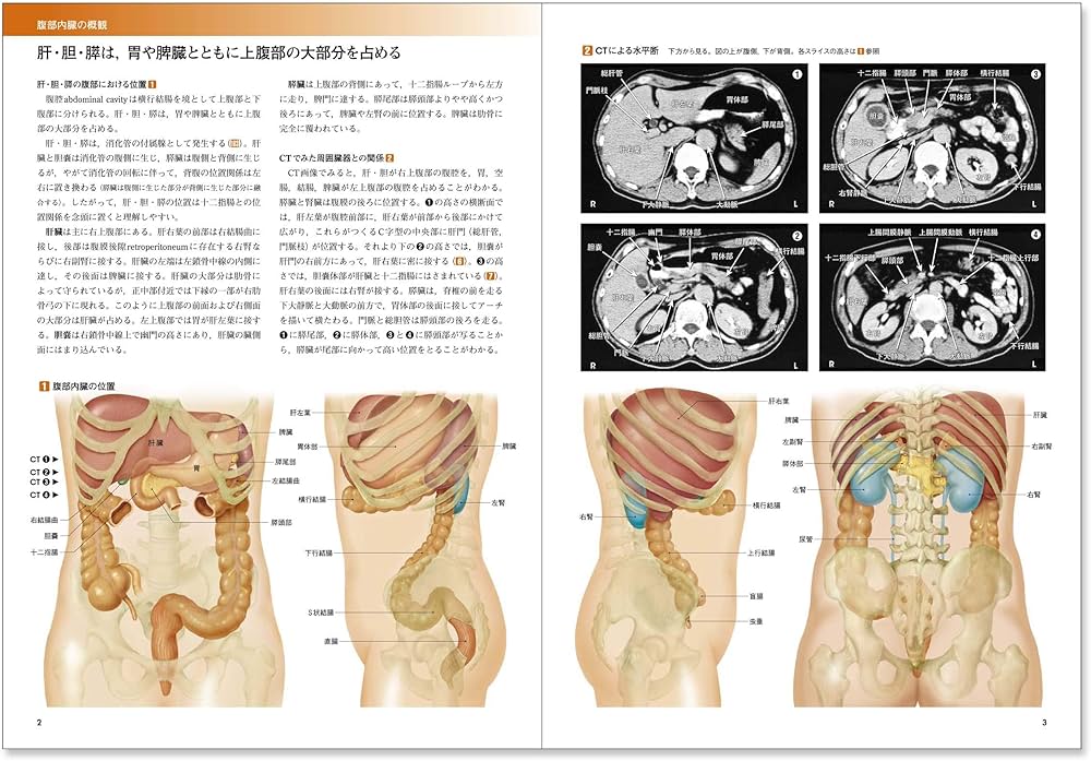 カラー図解 人体の正常構造と機能〈4〉肝・胆・膵【改訂第4版】 | 泉井