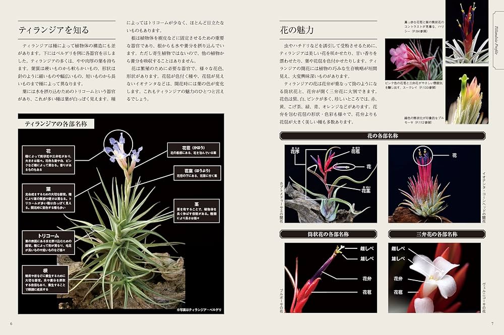 新版・ティランジア エアプランツ栽培図鑑 (アクアライフの本) | 藤川