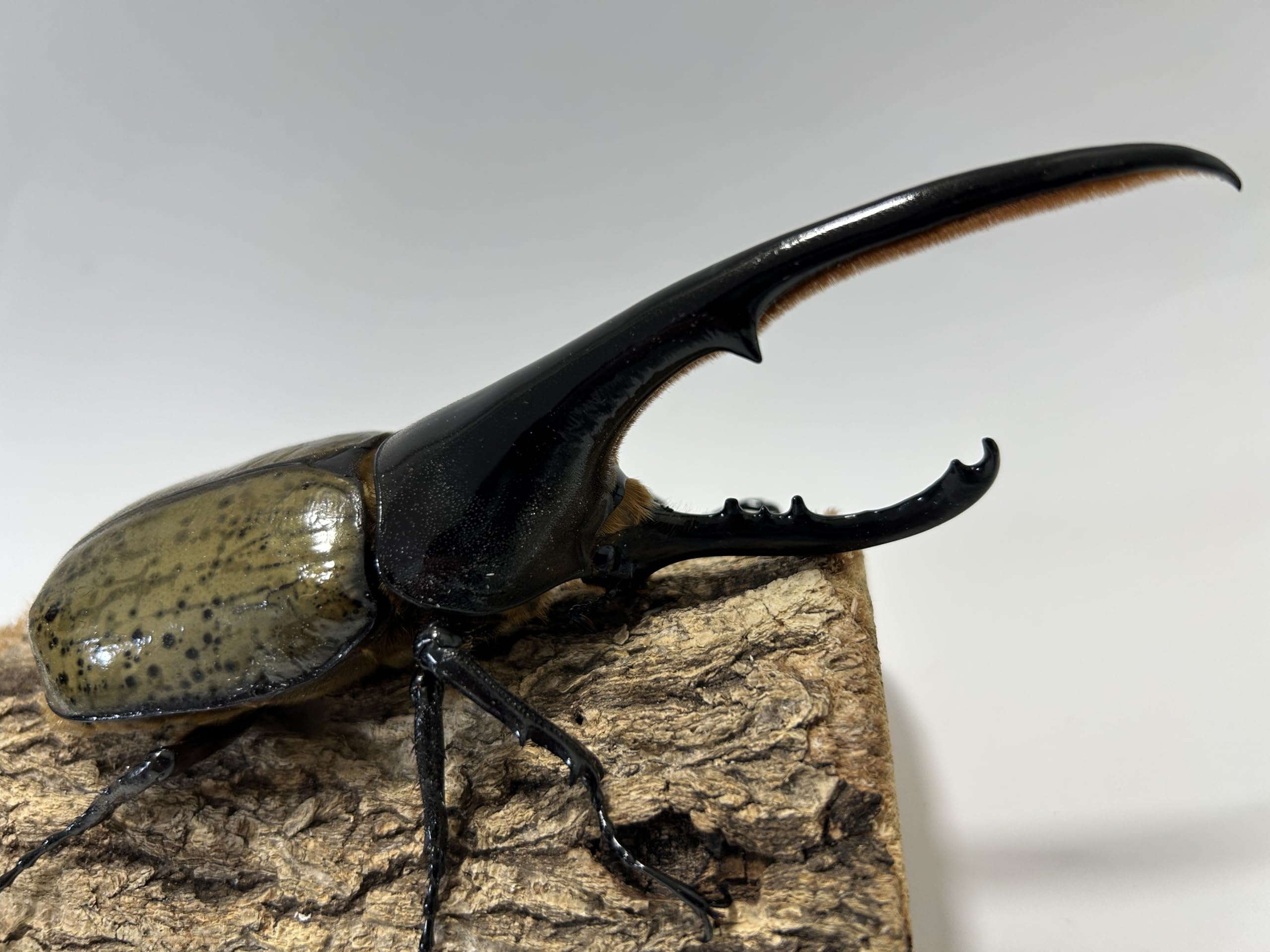 Amazon | 【アートオブヘラクレス】へラクレスオオカブト ペア オス