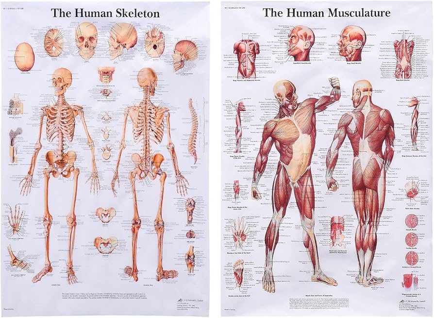 Amazon.co.jp: 人体解剖学ポスター 2 パック、人体筋肉 + 人体骨格