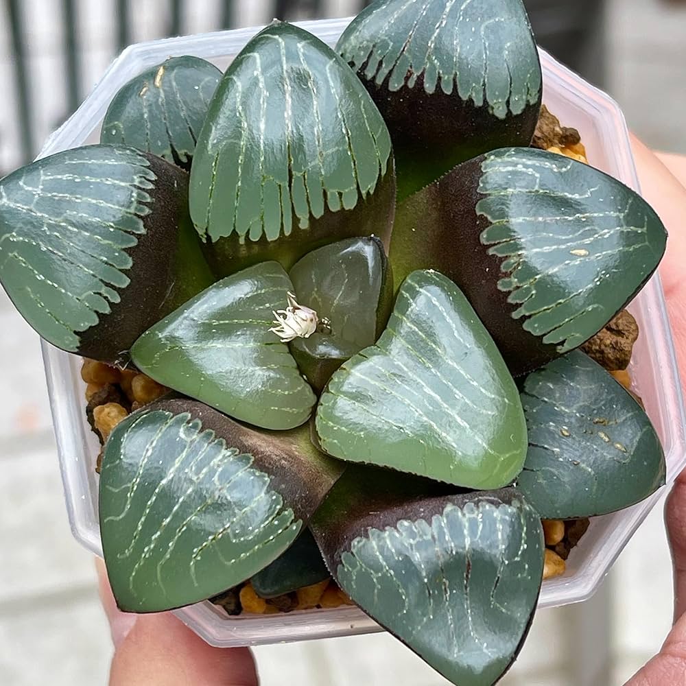 L*8様 バブルコレクタ 超美株 ハオルチア 観葉植物 D6 L*8様 バブル