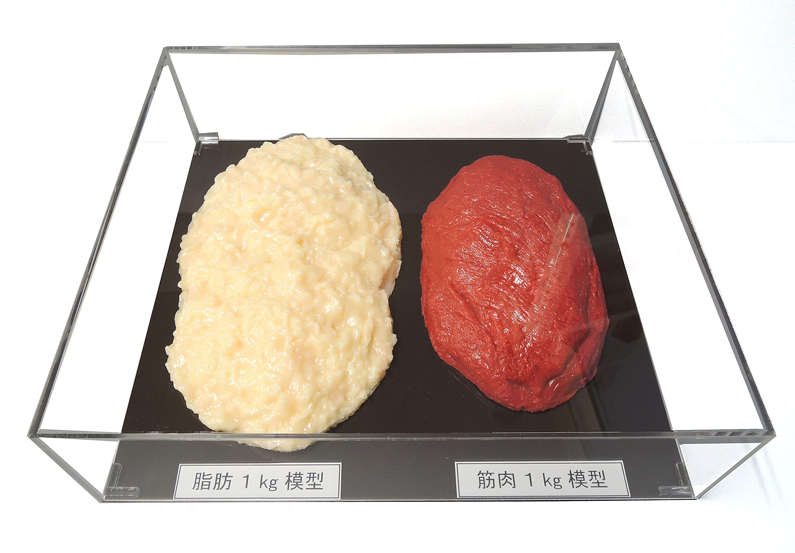 Amazon.co.jp: 【病院食】脂肪模型/筋肉模型対比セット アクリルケース