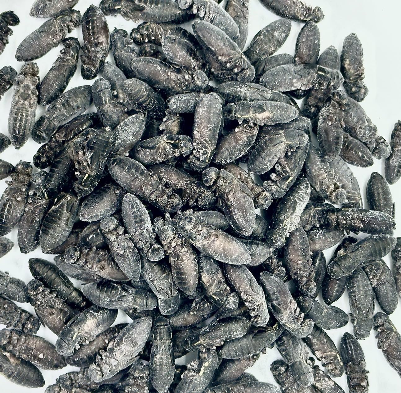 Amazon | 冷凍コオロギ クロコオロギ 約100匹100g クロコ 脚除去