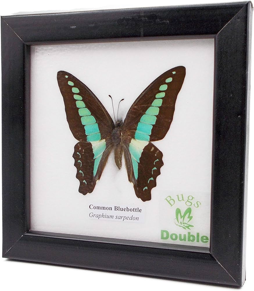Amazon | 額入り 昆虫標本 蝶 コモン・ブルーボトル (アオスジアゲハ