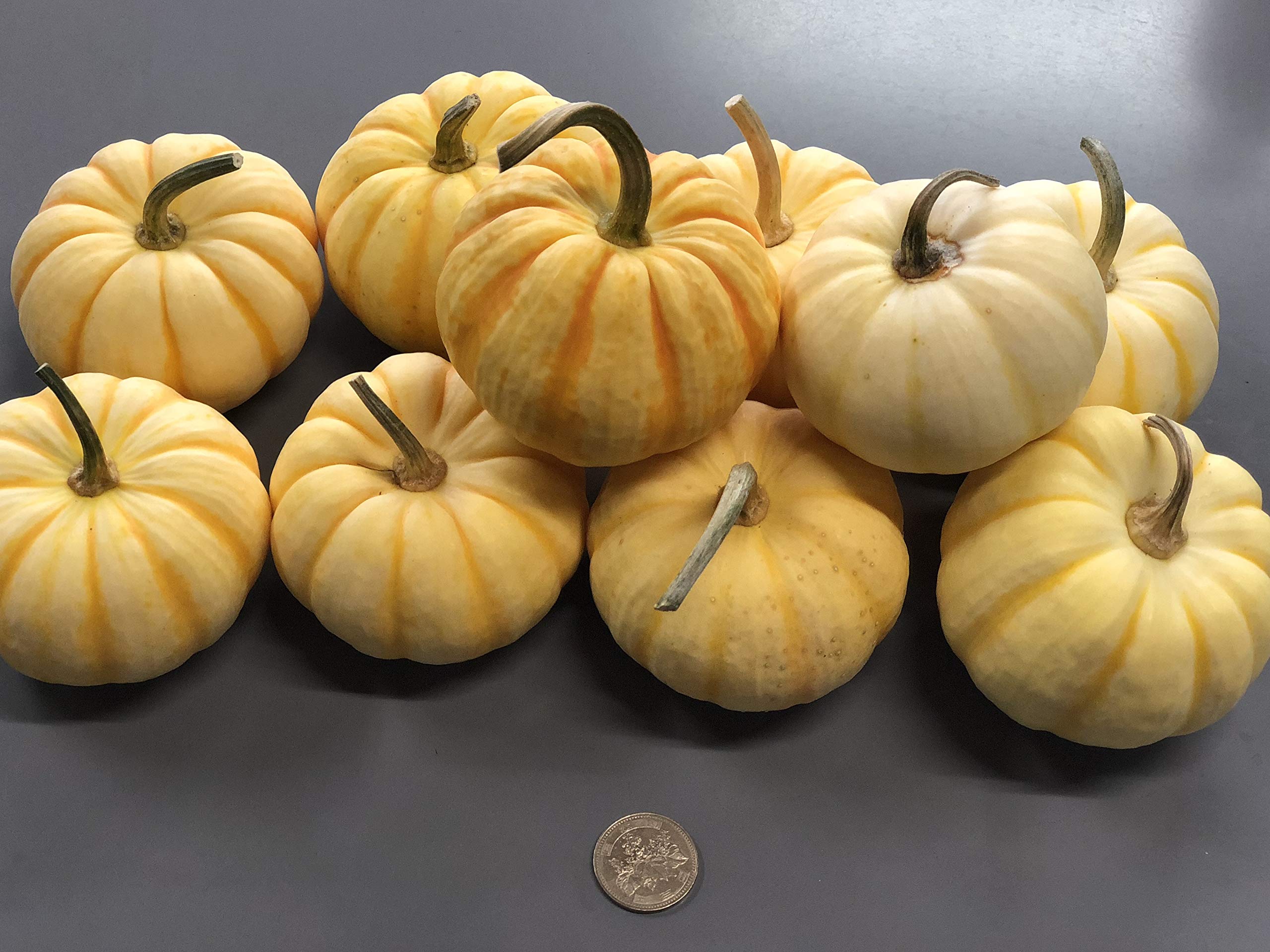 Amazon｜【生花】かぼちゃ ミニパンプキン プッチーニ おもちゃ 花材