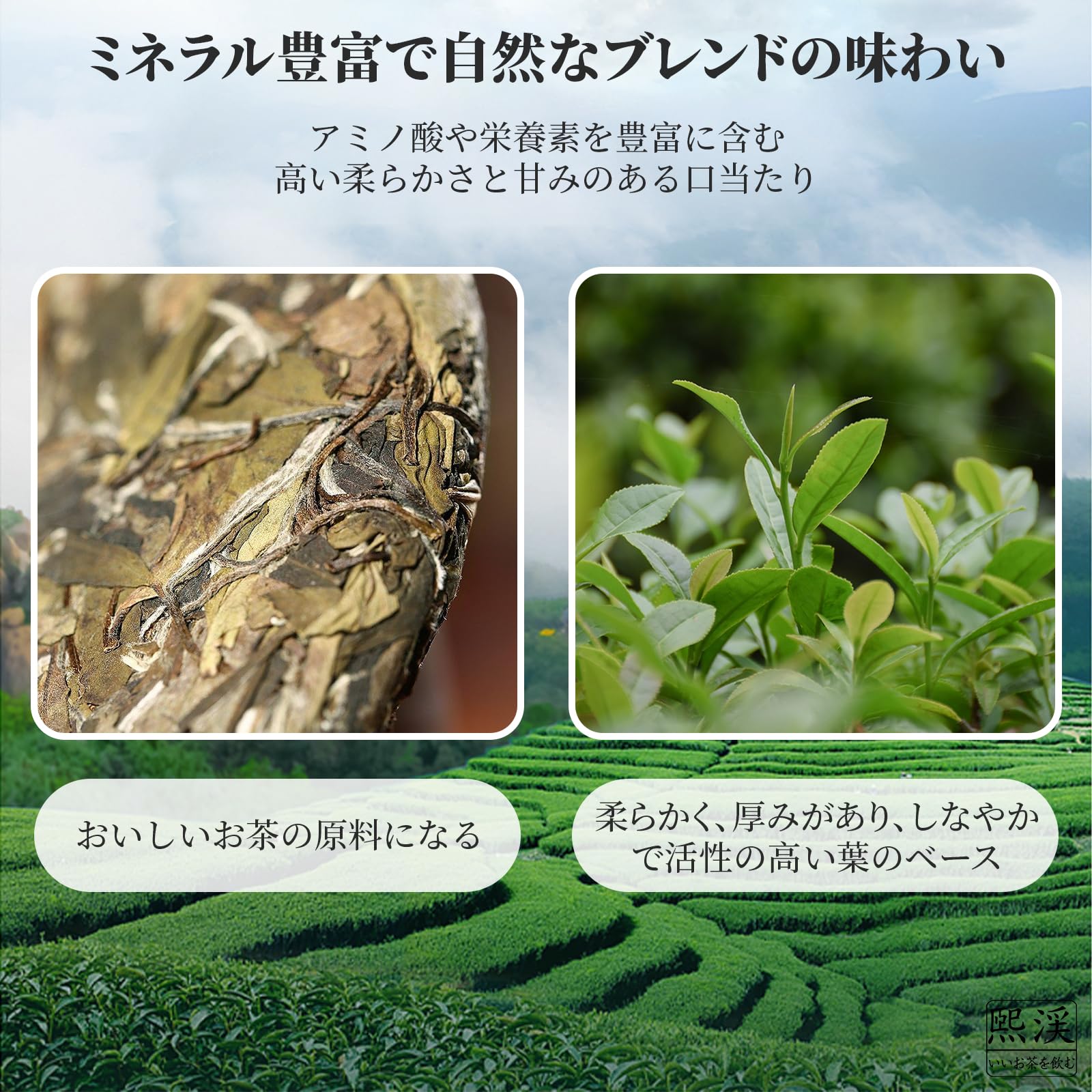 Amazon.co.jp: 煕渓 白牡丹 白茶 2018年原料 白牡丹茶300g 福鼎白茶