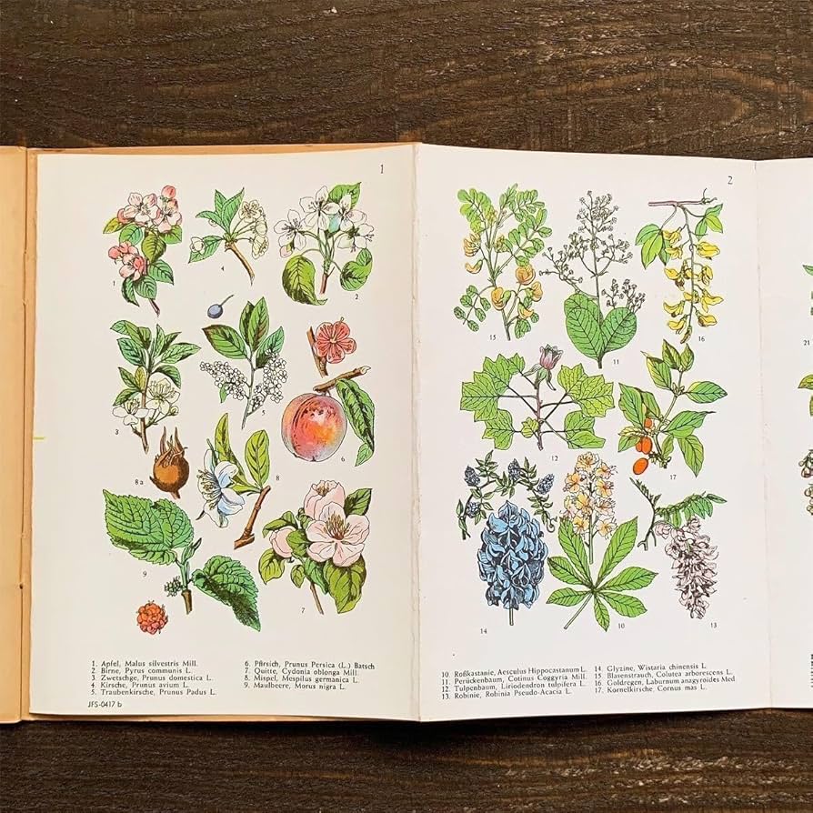 NO.248 古書 洋書 絵本 ドイツ植物図鑑 ボタニカルアート 野花 NO.248