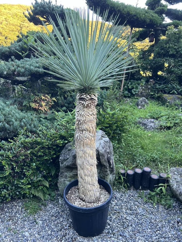 AL-F1139】ユッカ ロストラータ 超美形 高次元ダブル シルバー個体