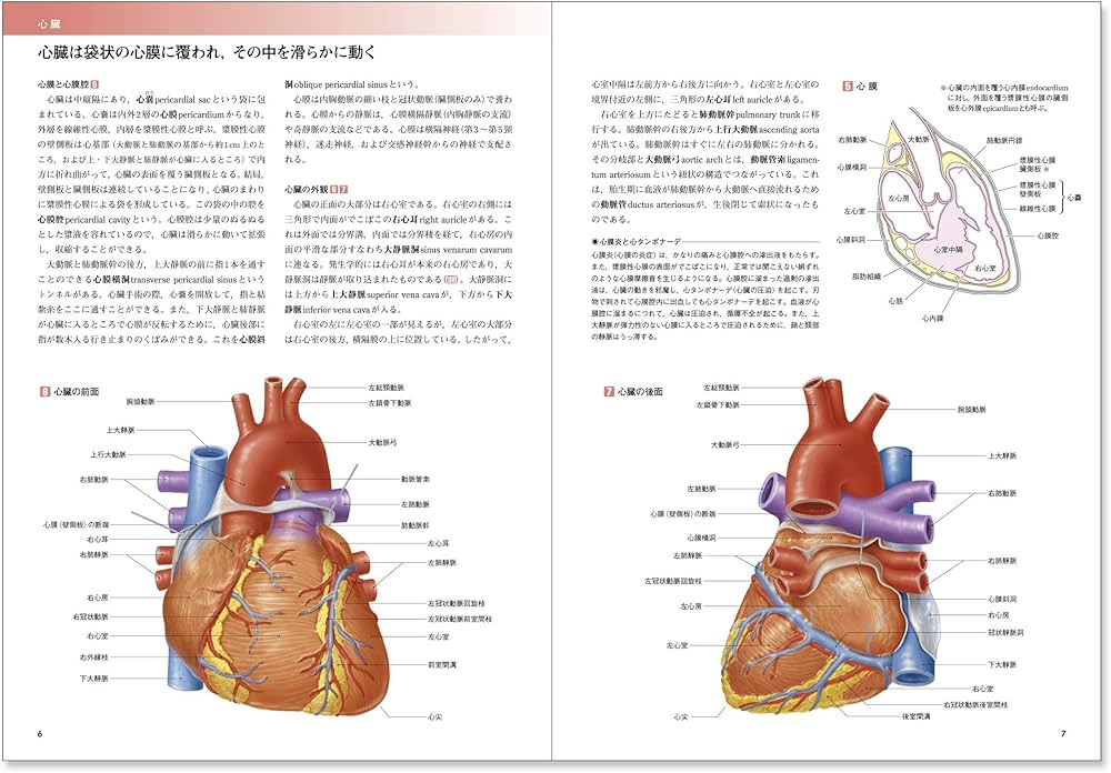 カラー図解 人体の正常構造と機能〈2〉循環器【改訂第4版】 | 大谷 修