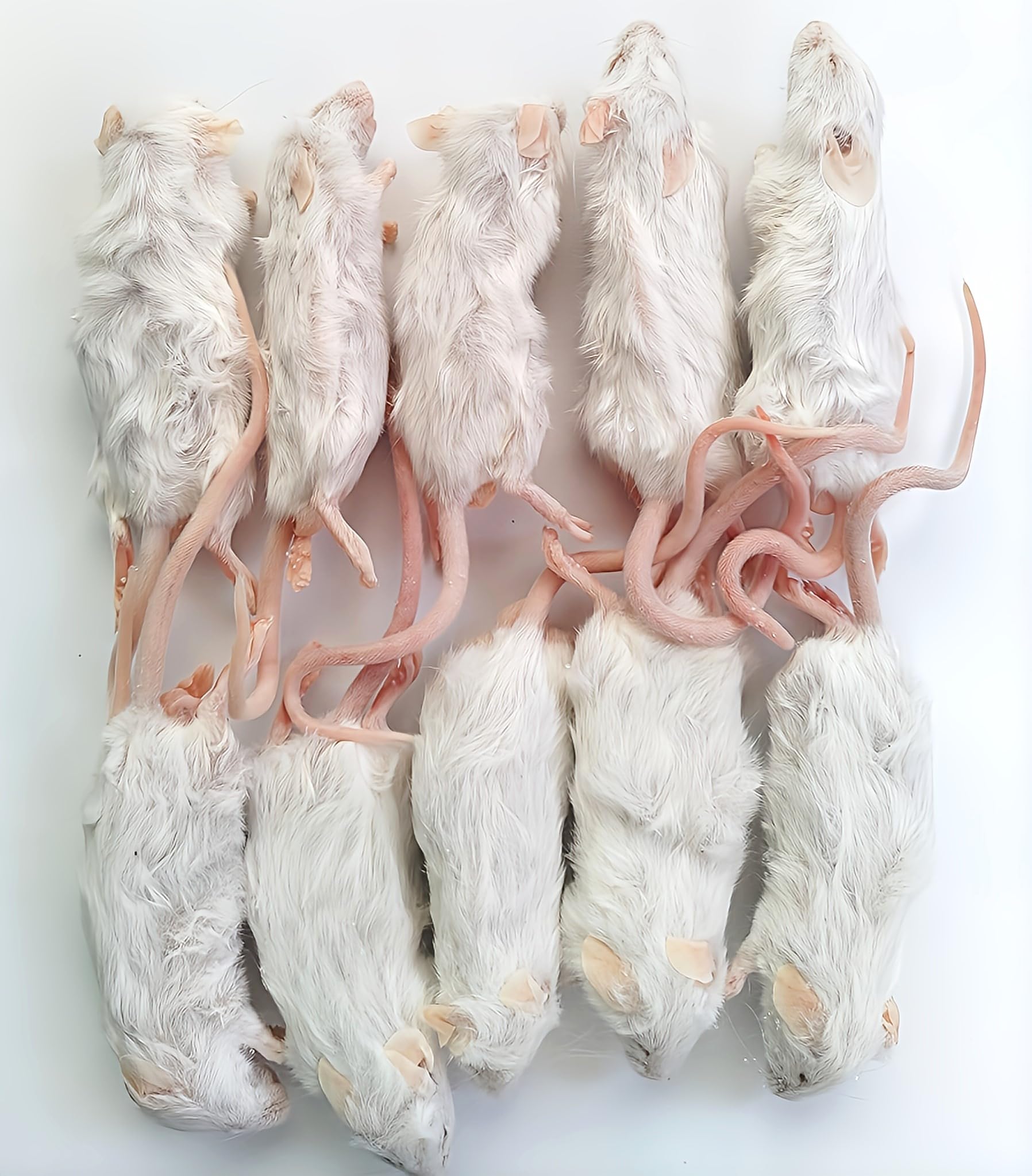 Amazon | 国産 冷凍マウス アダルト10匹 | しあわせをよぶふくろうの城