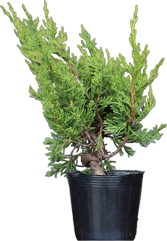 Amazon.co.jp: 糸魚川真柏 盆栽 素材・苗木 【泰寿園 Online】 : DIY