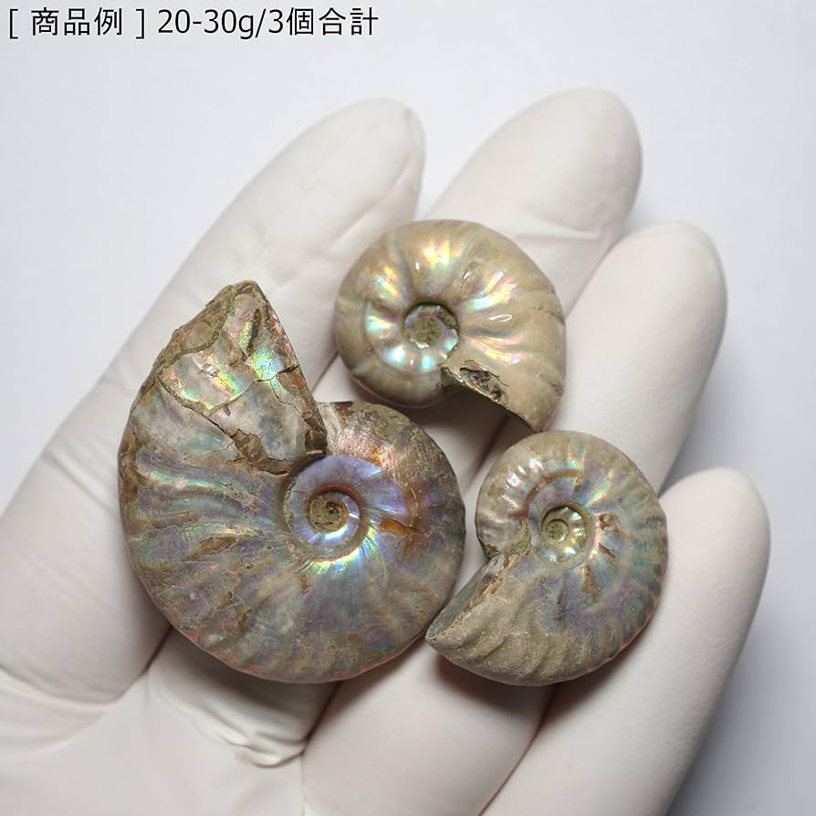 Amazon | [N2 stone Natural] 天然化石 遊色効果のある アンモナイト