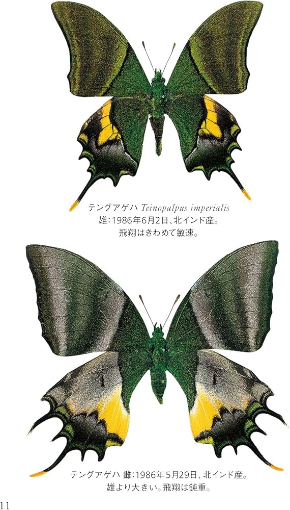 ヤマケイ文庫 アゲハ蝶の白地図 知られざる怪蝶の謎を追う | 五十嵐 邁