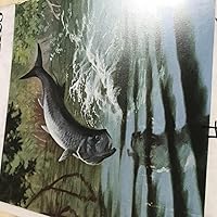 Amazon.co.jp: 【メーカー特典あり】魚図鑑(3CD+魚大図鑑))(完全生産