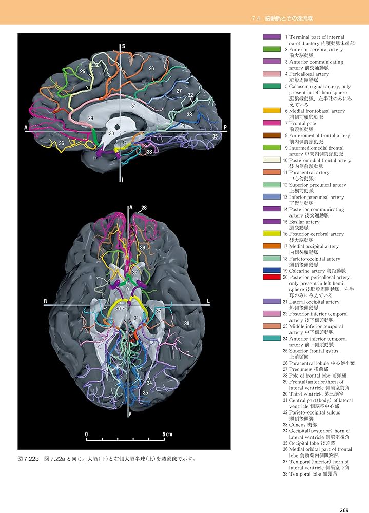 脳の機能解剖と画像診断 第2版 | 眞柳 佳昭 |本 | 通販 | Amazon