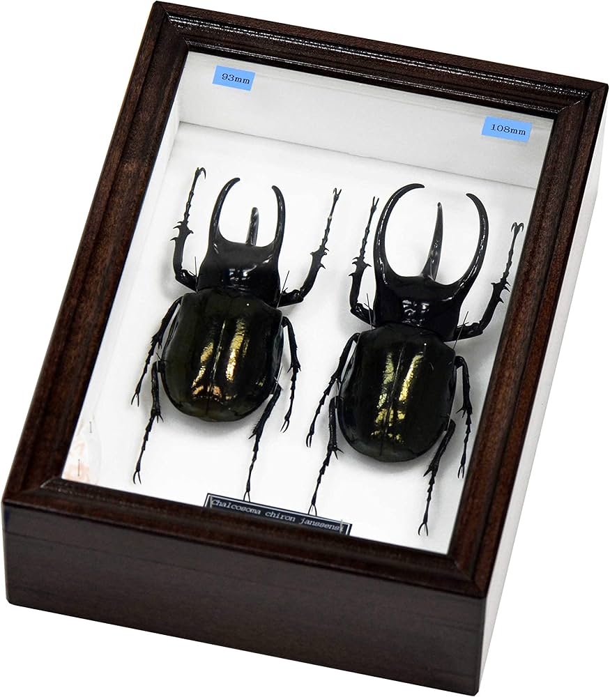 Amazon | アジア最大最強のカブトムシ 名和昆虫博物館企画・製作