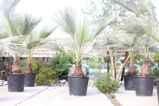 超シルバーリーフの希少種 “ブラヘア・アルマータ” - ドライガーデン