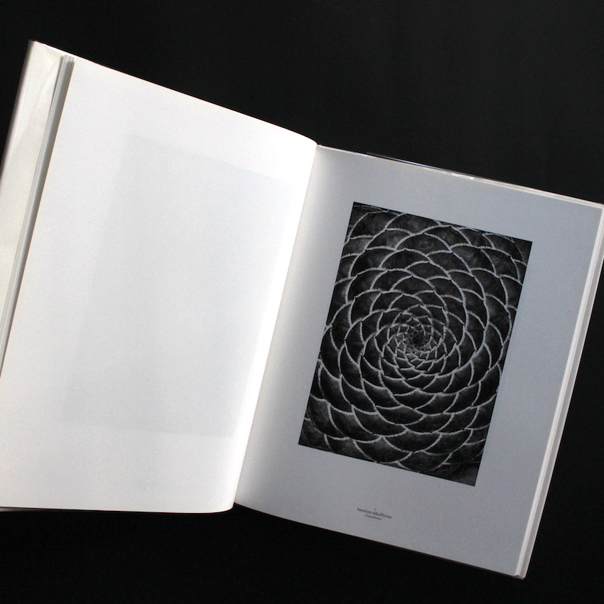 Die Welt der Pflnaze - Albert Renger Patzsch