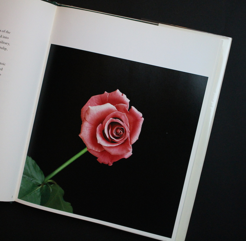 Flowers - Robert Mapplethorpe