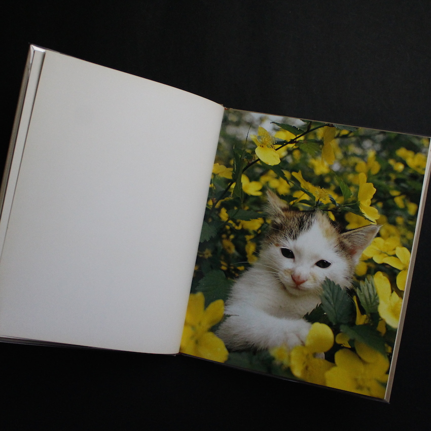 猫の麦わら帽子 / The Strawhat Cat - 深瀬 昌久 / Masahisa Fukase