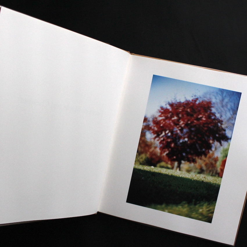 Between Maple and Chestnut - Terri Weifenbach