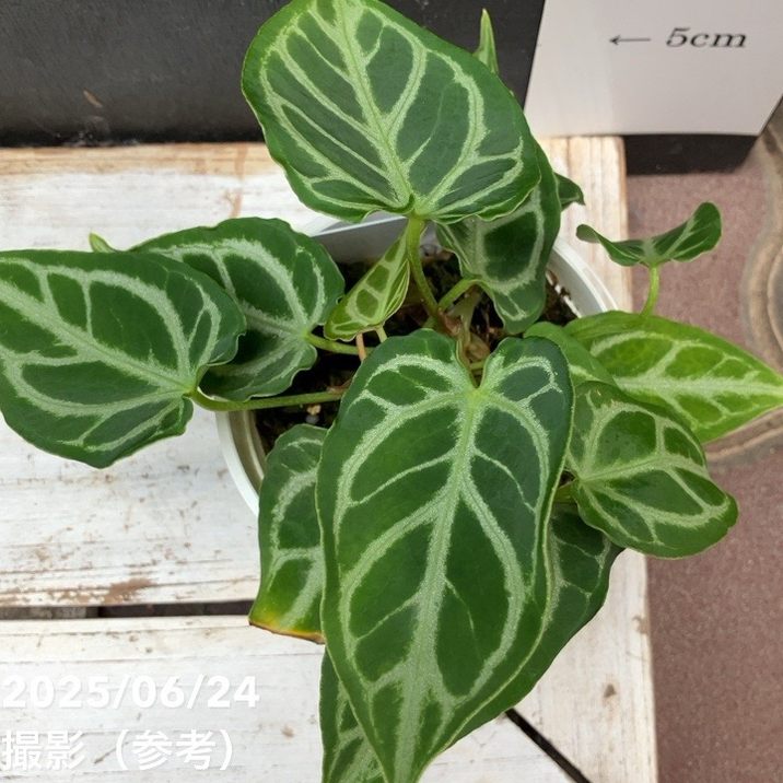 アンスリウム クリスタリナム 3号｜観葉04-PA | 観葉・多肉