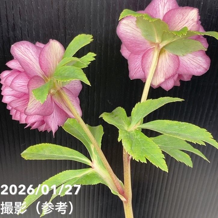 一点物】加藤農園 多弁系ゴールドクリスマスローズ ディオーネ 4.5号