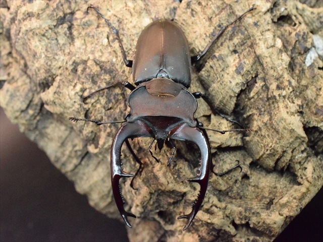 ユダイクスミヤマクワガタ86mmペア | 外国産クワガタ 成虫 | 極