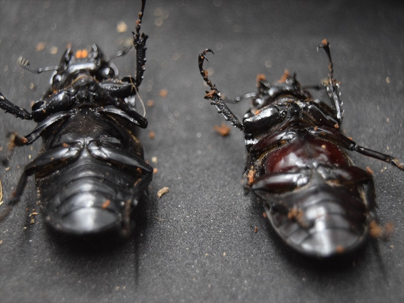 希少】タランドゥス（タランドス）オオツヤクワガタ56mm成虫ペア【赤