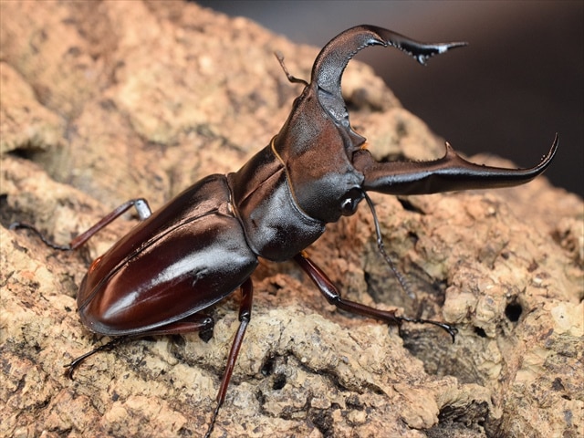 PSA10 マンディブラリスフタマタクワガタ ハイパーレア アダー完結編