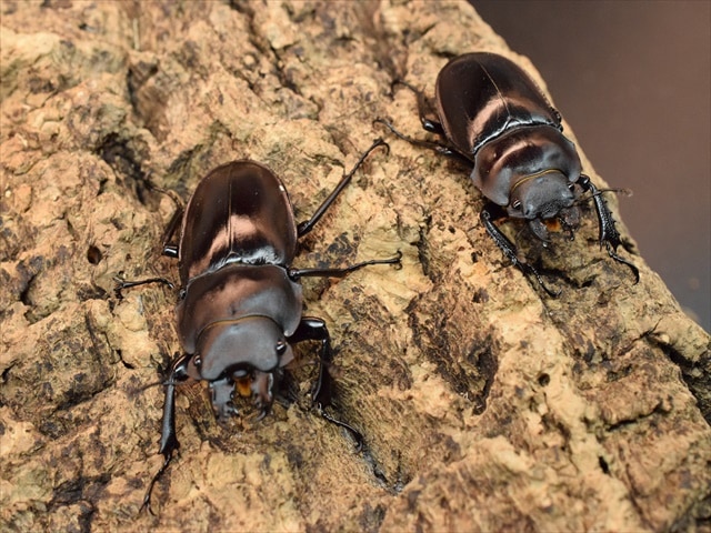 新成虫】ヤエヤママルバネクワガタ49mmペア | 国産クワガタ 成虫 | 極