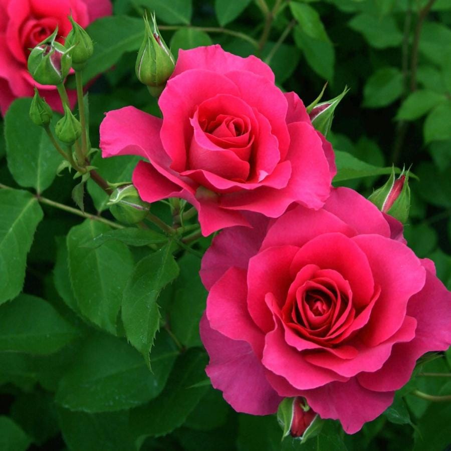 バラ苗 長尺苗 つる ローズうらら Urara Climbing つるバラ | 長尺苗